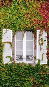 Превью обои окно, листва, фасад