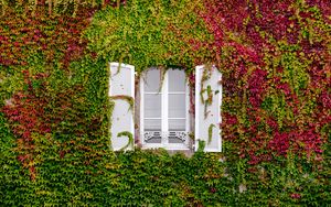Превью обои окно, листва, фасад