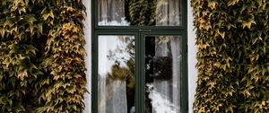 Превью обои окно, плющ, фасад, здание