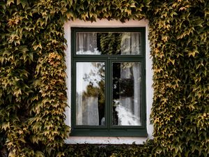 Превью обои окно, плющ, фасад, здание