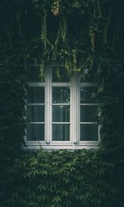 Превью обои окно, плющ, листья, ветки