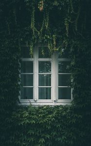 Превью обои окно, плющ, листья, ветки