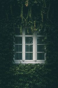 Превью обои окно, плющ, листья, ветки