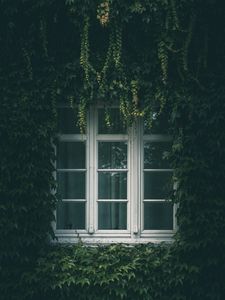 Превью обои окно, плющ, листья, ветки