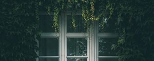 Превью обои окно, плющ, листья, ветки