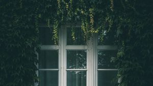 Превью обои окно, плющ, листья, ветки
