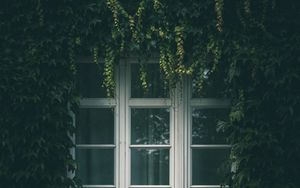Превью обои окно, плющ, листья, ветки