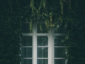 Превью обои окно, плющ, листья, ветки