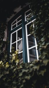Превью обои окно, плющ, листья, растение