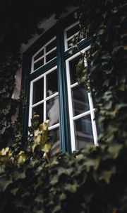 Превью обои окно, плющ, листья, растение