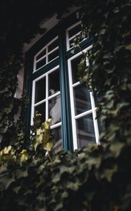 Превью обои окно, плющ, листья, растение
