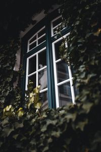 Превью обои окно, плющ, листья, растение