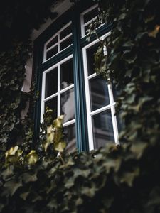 Превью обои окно, плющ, листья, растение
