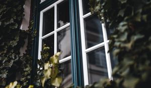 Превью обои окно, плющ, листья, растение