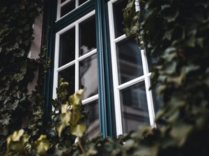 Превью обои окно, плющ, листья, растение