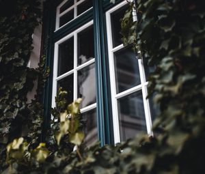 Превью обои окно, плющ, листья, растение