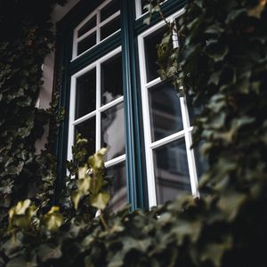 Превью обои окно, плющ, листья, растение