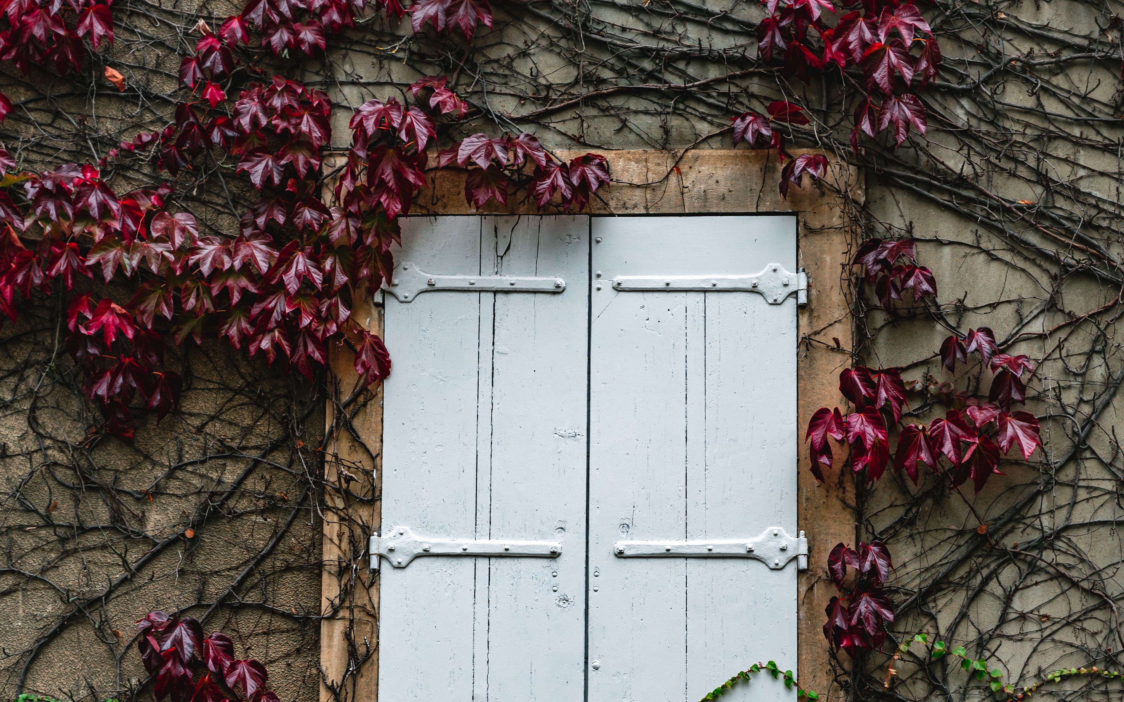 Ivy Wall Wallpaper