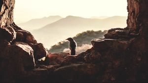 Превью обои окно, птица, горы, свет, природа