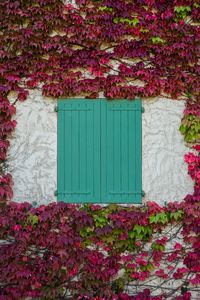 Превью обои окно, ставни, листья, лоза