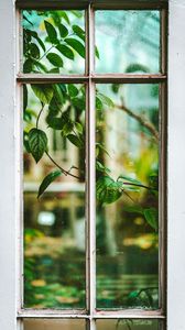Превью обои окно, ветка, листья, растение, вид