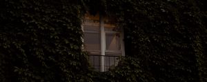 Превью обои окно, здание, растение, плющ