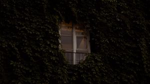 Превью обои окно, здание, растение, плющ