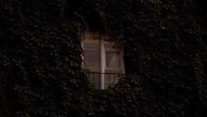 Превью обои окно, здание, растение, плющ