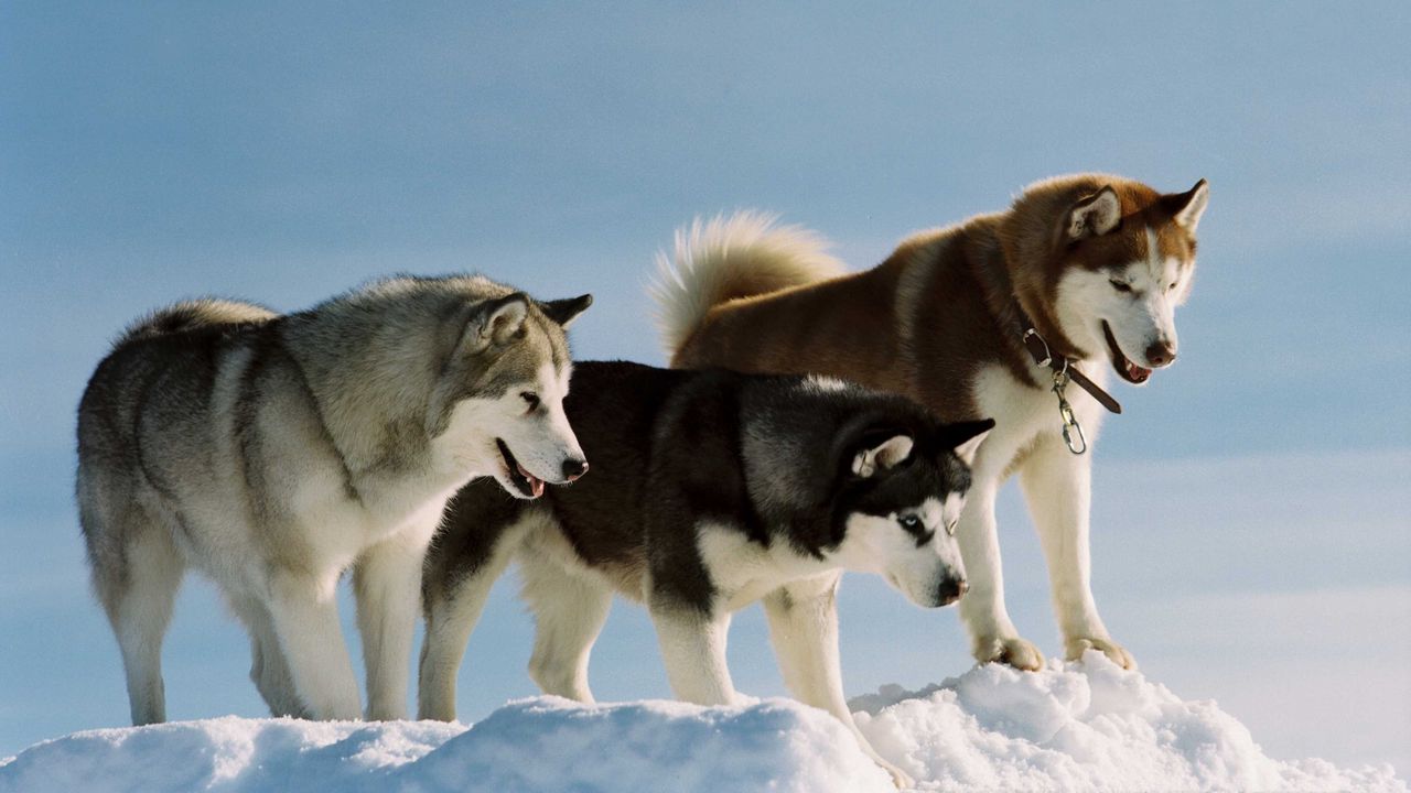 Обои окрас, порода, собаки, хаски, снег, прогулка