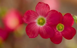 Превью обои оксалис, лепестки, цветы, растения, красный, макро