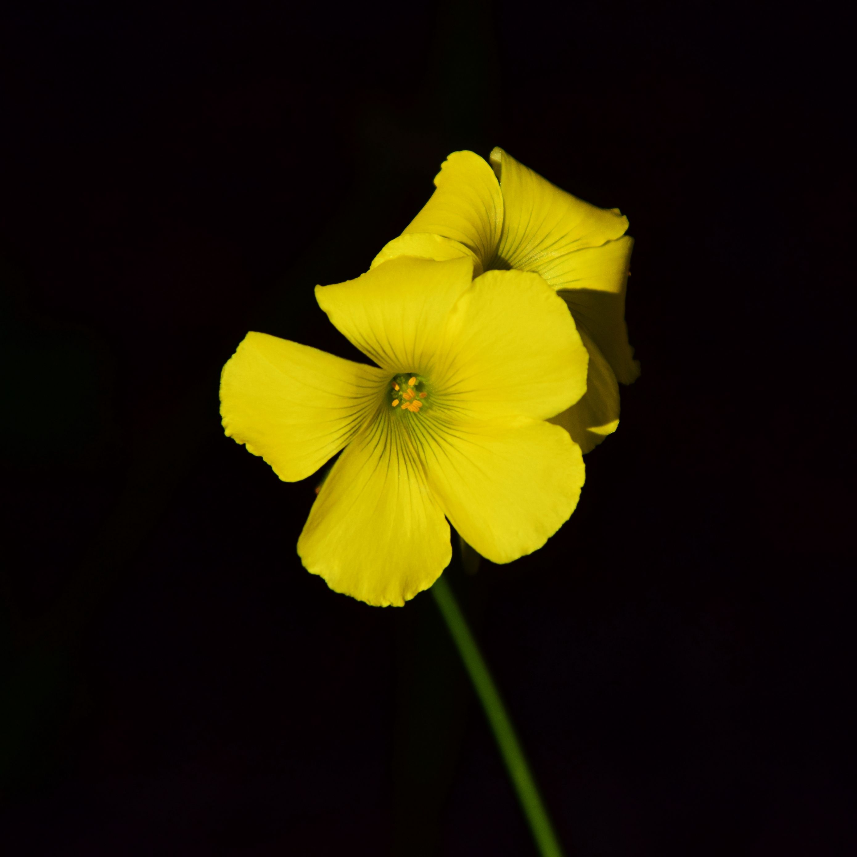 Оксалис желтые цветы