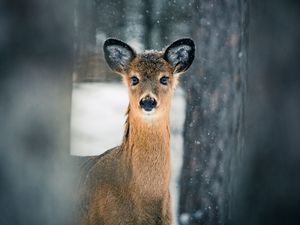 Превью обои олень, деревья, снег, природа