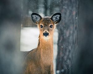 Превью обои олень, деревья, снег, природа