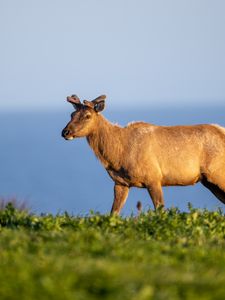 Превью обои олень, дикая природа, трава