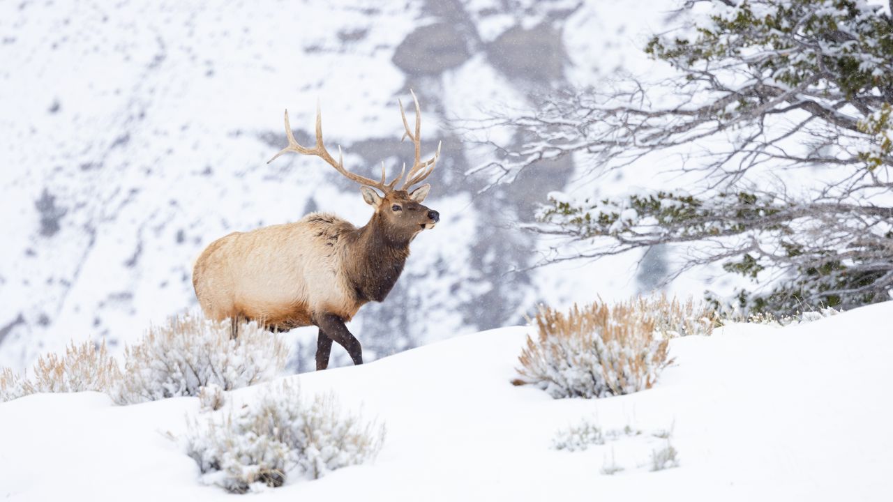 Обои олень, дикая природа, животное, снег, зима