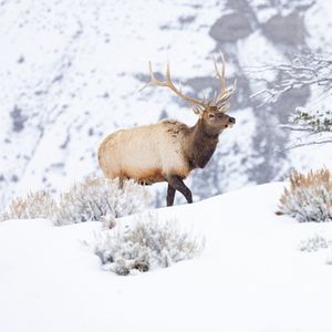 Превью обои олень, дикая природа, животное, снег, зима