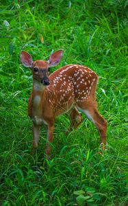 Превью обои олень, милый, трава, листья, животное, зеленый