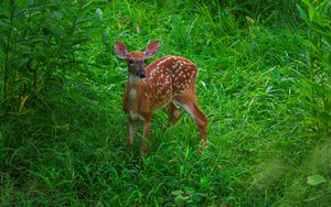 Превью обои олень, милый, трава, листья, животное, зеленый