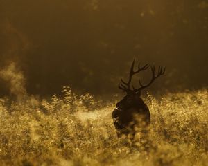 Превью обои олень, поле, трава, прогулка, темный