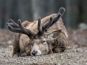 Превью обои олень, рога, морда, взгляд