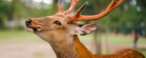 Превью обои олень, рога, печенье, животное