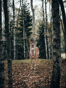 Превью обои олень, рога, животное, деревья, лес