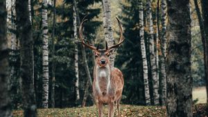 Превью обои олень, рога, животное, деревья, лес
