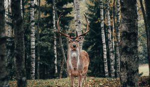 Превью обои олень, рога, животное, деревья, лес