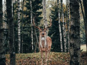 Превью обои олень, рога, животное, деревья, лес