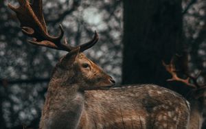 Превью обои олень, рога, животное, дикая природа