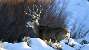 Превью обои олень, рога, животное, дикая природа, снег, зима