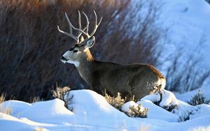 Превью обои олень, рога, животное, дикая природа, снег, зима