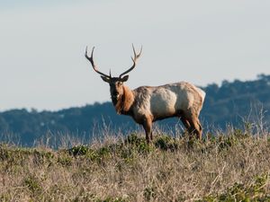 Превью обои олень, рога, животное, дикий