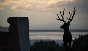 Превью обои олень, силуэт, рога, ночь